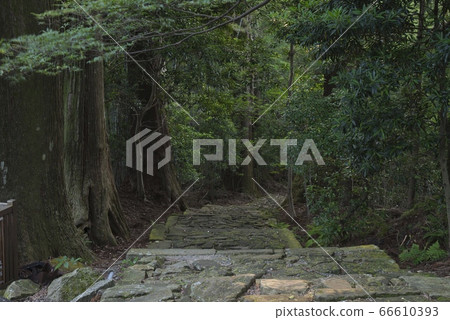 Kumano Kodo Daimonzaka (Wakayama Prefecture Nachi Katsuura Town) 66610393