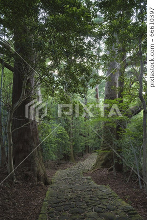 Kumano Kodo Daimonzaka (Wakayama Prefecture Nachi Katsuura Town) Kumano Kodo Daimonzaka (Wakayama Prefecture Nachi Katsuura Town) 66610397