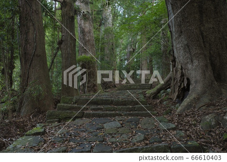 Kumano Kodo Daimonzaka（和歌山縣Nachi Katsuura Town） 66610403