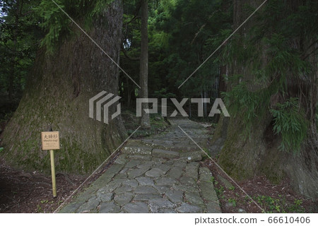 Meoto Sugi Kumano Kodo Daimonzaka (Nachikatsuura Town, Wakayama Prefecture) Meoto Sugi Kumano Kodo Daimonzaka (Nachikatsuura Town, Wakayama Prefecture) 66610406