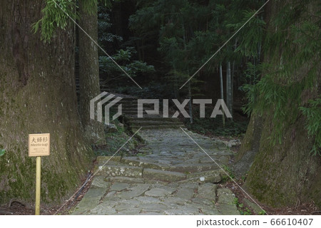Meoto Sugi Kumano Kodo Daimonzaka（和歌山縣中勝浦町） 66610407