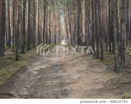 Wide empty forest dirt road in spring green spruce tree forest with bare tree trunk in gentle sun light Wide empty forest dirt road in spring green spruce tree forest with bare tree trunk in gentle sun light 66610741