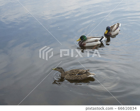 close up swiming widgeon chasing by two duck on water suface 66610834