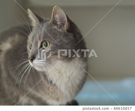 close up cute gray Somali cat portrait sad looking to the right sitting huddled on blue table with defocused background 66610857