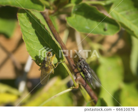 macro yellow dung fly or the golden dung fly Scathophaga stercoraria in green leaves macro yellow dung fly or the golden dung fly Scathophaga stercoraria in green leaves 66610876