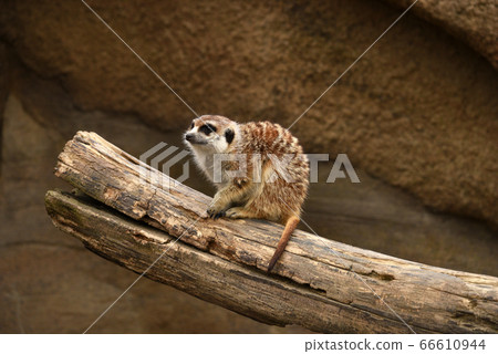 meerkat meerkat 66610944