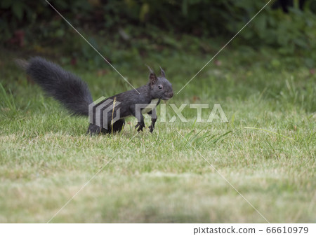 Close up Black squirrel, Sciurus vulgaris stands in grass field looking around with tail up, selective focus, copy space 66610979