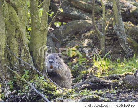 muskrat (Ondatra zibethicus) looking up from mossy trees and grass 66610980