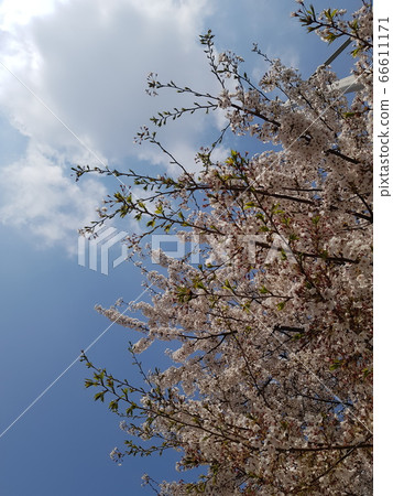 Cherry trees in full bloom under the clear sky Cherry trees in full bloom under the clear sky 66611171