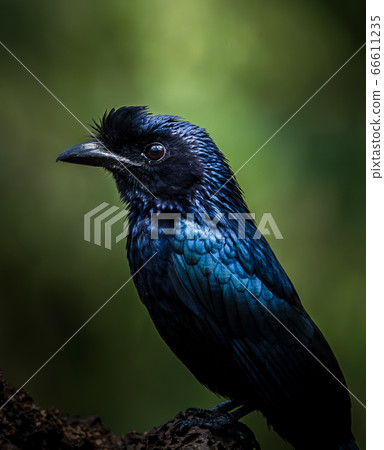 Photographing birds in artistic nature Photographing birds in artistic nature 66611235