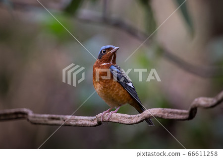 White-throated Rock Thrush (Monticola gularis) White-throated Rock Thrush (Monticola gularis) 66611258