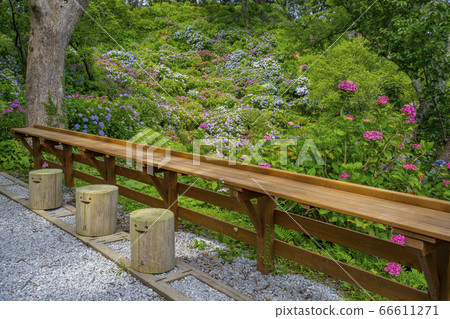 日本下田市最佳繡球花組 66611271