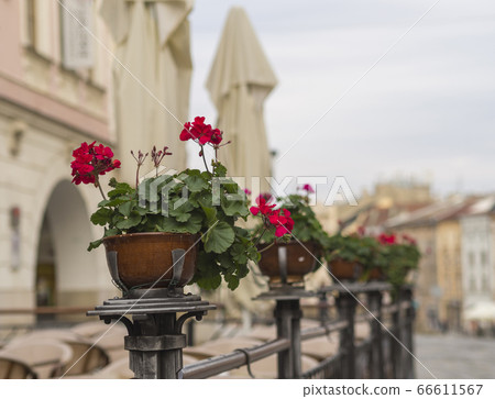 red geranium flower pots on restaurant garden fencing on old city street red geranium flower pots on restaurant garden fencing on old city street 66611567
