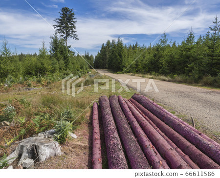 harvested logs pink trunk for firewood drying next forest road, green spruce trees and blue sky background 66611586