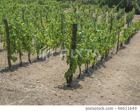 close up grapevine on vineyard in Benatky nad Jizerou, Czech republic 66611649