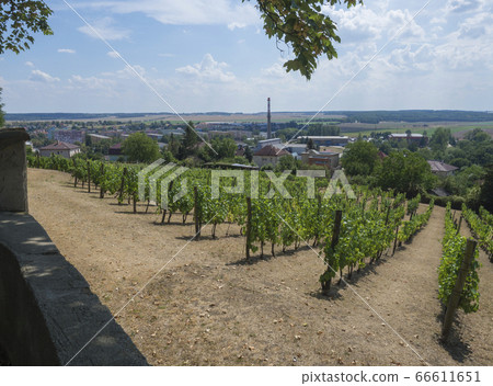 view from castle park with on vineyard and Benatky nad Jizerou, Czech Republic view from castle park with on vineyard and Benatky nad Jizerou, Czech Republic 66611651