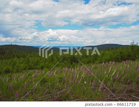 foxgloves meadow with the spruce forest and hills foxgloves meadow with the spruce forest and hills 66611719