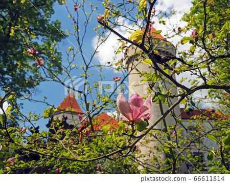 Pink close up magnolia flower forward Czech state castle chateau Konopiste 66611814