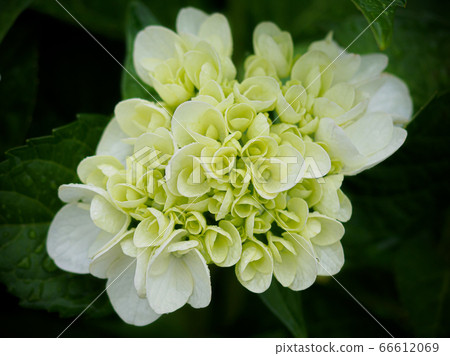 Hydrangea flower wet with rain 66612069