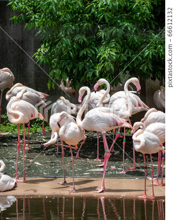 Beautiful flamingo 66612132