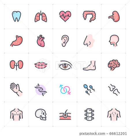 Icon set - Human Anatomy outline stroke with color vector illustration on white background Icon set - Human Anatomy outline stroke with color vector illustration on white background 66612201