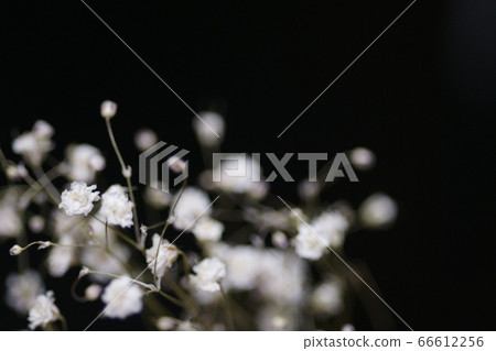Haze grass 66612256