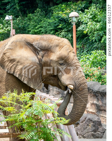 African elephant eating with a long nose dexterously up from head to chest 66612337