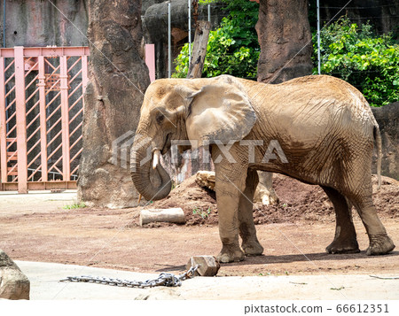 African elephant whole body eating with a long nose dexterously 66612351