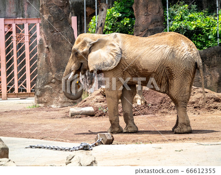 African elephant whole body eating with a long nose dexterously African elephant whole body eating with a long nose dexterously 66612355