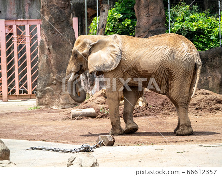 African elephant whole body eating with a long nose dexterously African elephant whole body eating with a long nose dexterously 66612357