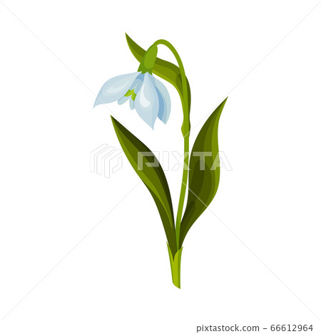 Galanthus or Snowdrop with Linear Leaves and Single Drooping Bell Shaped Flower Vector Illustration Galanthus or Snowdrop with Linear Leaves and Single Drooping Bell Shaped Flower Vector Illustration 66612964