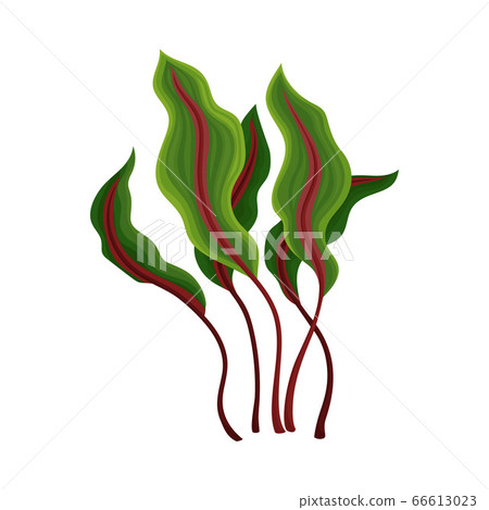 Marine Colorful Algae with Ragged Edges on the Leaves Vector Illustration Marine Colorful Algae with Ragged Edges on the Leaves Vector Illustration 66613023