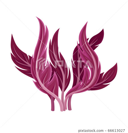 Marine Colorful Algae with Pointed Leaves Vector Illustration Marine Colorful Algae with Pointed Leaves Vector Illustration 66613027