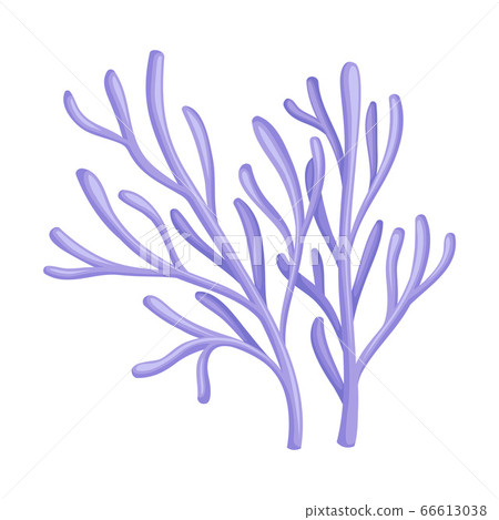 Underwater Seaweed or Algae Growing on the Ocean Bottom Vector Illustration Underwater Seaweed or Algae Growing on the Ocean Bottom Vector Illustration 66613038