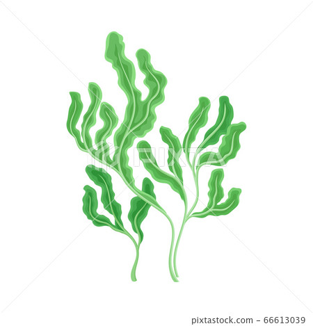 Underwater Seaweed or Algae Growing on the Ocean Bottom Vector Illustration Underwater Seaweed or Algae Growing on the Ocean Bottom Vector Illustration 66613039
