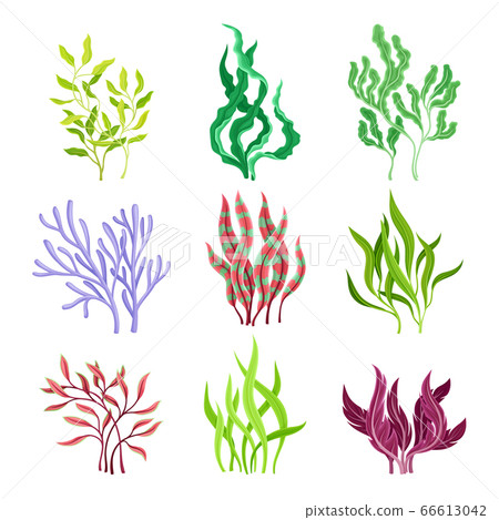 Underwater Seaweeds or Algae Growing on the Ocean Bottom Vector Set Underwater Seaweeds or Algae Growing on the Ocean Bottom Vector Set 66613042