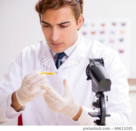 Scientist entomologist studying new butterfly species Scientist entomologist studying new butterfly species 66613285