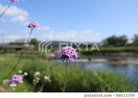 花和河景觀 花和河景觀 66613399