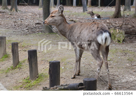 奈良鹿(奈良公園/奈良縣奈良市) 奈良鹿(奈良公園/奈良縣奈良市) 66613564