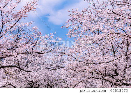 Cherry Blossoms Cherry Blossoms 66613973