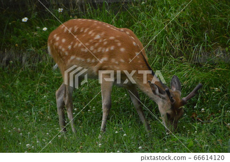Ezo deer eating grass (Shiretoko Peninsula / Shari Town, Shari District, Hokkaido) Ezo deer eating grass (Shiretoko Peninsula / Shari Town, Shari District, Hokkaido) 66614120