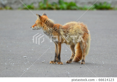 Kita fox (Akan-cho, Akan-gun, Hokkaido) Kita fox (Akan-cho, Akan-gun, Hokkaido) 66614123