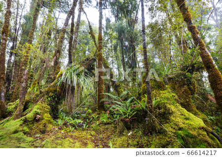 New Zealand forest New Zealand forest 66614217