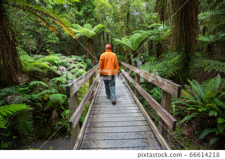 New Zealand forest New Zealand forest 66614218