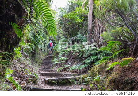 New Zealand forest New Zealand forest 66614219
