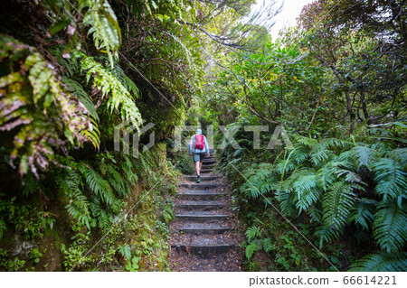 New Zealand forest New Zealand forest 66614221