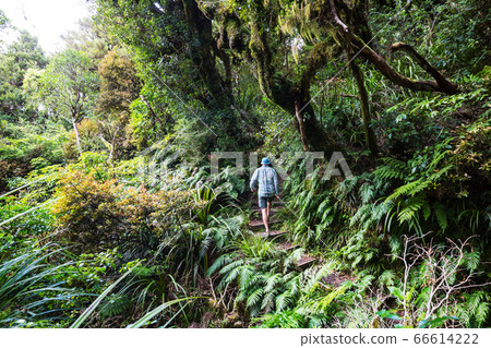 New Zealand forest New Zealand forest 66614222