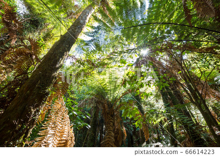 New Zealand forest New Zealand forest 66614223