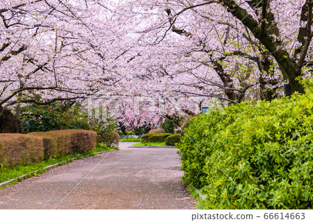 櫻花盛開的春天的千鳥淵公園 66614663