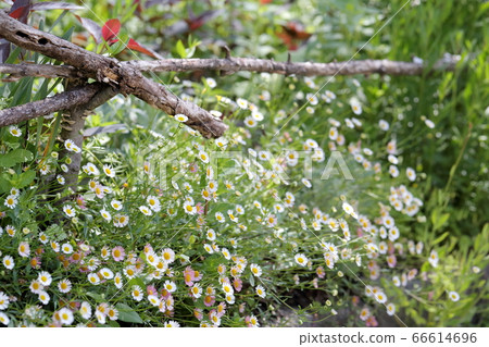 在花園裡盛開的可愛Genpei Kogiku(Gempei Kogiku,Erigeron) 在花園裡盛開的可愛Genpei Kogiku(Gempei Kogiku,Erigeron) 66614696